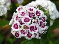 Red White Dianthus Flower Seeds for Planting – Heirloom Non-GMO High Germination Organic Garden Seeds
