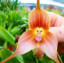 Monkey Face Orchid Flowers Seeds Heirloom Non-GMO High Germination Organic Garden Seeds for Planting