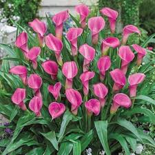 Pink Zantedeschia Flowers Seeds – Heirloom, Non-GMO, High Germination Organic Garden Seeds for Planting Seeds for Planting