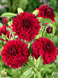 Red Dahlia Flower Seeds for Planting – Heirloom, Non-GMO, High Germination Organic Garden Seeds