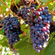 Black Corinth Zante Currant Grape Fruit Seeds for Planting Heirloom Non-GMO High Germination Organic Garden Seeds