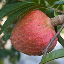 Red Custard Apple Tree Seeds for Planting – Heirloom Non-GMO High Germination Organic Garden Seeds Tropical Fruit Seeds for Home Garden