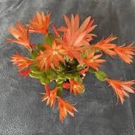 Orange Schlumbergera Flower Seeds – Heirloom, Non-GMO, High Germination Seeds