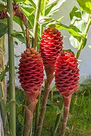 Zingiber Flower Seeds – Heirloom Non-GMO High Germination Organic Garden Seeds