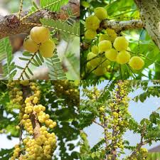 American Gooseberry Fruit Seeds (Ribes hirtellum) – Tangy, Nutritious Berries for Your Garden, Heirloom &amp; Non-GMO
