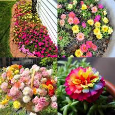 Moss Rose Flower Seeds for Planting – Heirloom Non-GMO High Germination Organic Garden Seeds