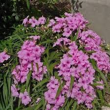 Pink Ruellia Tuberosa Flower Seeds Heirloom Non-GMO High Germination Organic Garden Seeds for Planting
