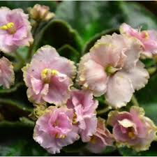 White Pink Saintpaulia Flower Seeds – Heirloom Non-GMO High Germination Organic Garden Seeds