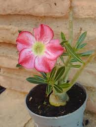Pink Desert Rose Flower Seeds for Planting – Heirloom Non-GMO High Germination Organic Garden Seeds