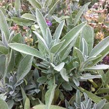 Green Sage Plant Seeds Heirloom Non-GMO High Germination Organic Garden Seeds for Planting