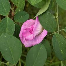 Pink Pea Flower Seeds – Heirloom, Non-GMO, High Germination Organic Garden Seeds for Planting