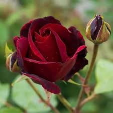 Rote Baccara-Rosenblumensamen zum Pflanzen, samenecht, gentechnikfrei, hohe Keimfähigkeit, Bio-Gartensamen