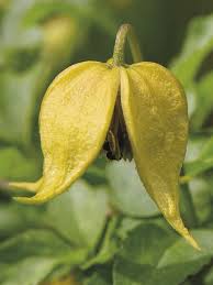 Yellow Tangutica Flower Seeds Heirloom Non-GMO High Germination Organic Garden Seeds