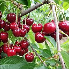 Morello Sour Cherry Fruit Seed for Planting – Heirloom Non-GMO High Germination Organic Garden Seeds