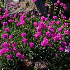 Pink Armeria Flower Seeds Heirloom Non-GMO High Germination Organic Garden Seeds for Planting