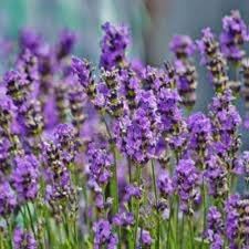 Purple Lavender Flower Seeds for Planting Heirloom Non-GMO High Germination Organic Garden Seeds for Planting