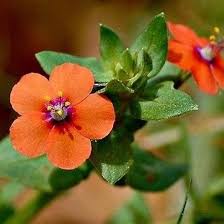 Pimpernel Flower Seeds for Planting – Heirloom, Non-GMO, High Germination Organic Garden Seeds