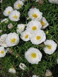 White Moss Rose Flower Seeds for Planting – Heirloom Non-GMO High Germination Organic Garden Seeds