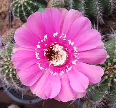 Semillas de flor de Ariocarpus rosado – Semillas de jardín orgánicas, de reliquia, sin OMG, de alta germinación para sembrar