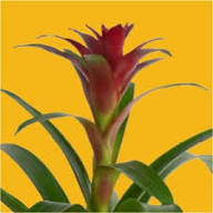 Bromeliad Flower Seeds Pink – Heirloom, Non-GMO, High Germination, Organic Garden Seeds