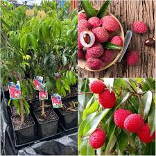 Hak Ip (Black Leaf) Lychee Fruit Seeds for Planting | Heirloom Non-GMO High Germination Organic Garden Seeds
