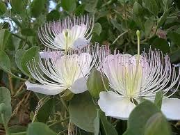 Semillas de Alcaparra Blanca – Hereditarias, No-GMO, Semillas de Jardín Orgánicas de Alta Germinación para Sembrar