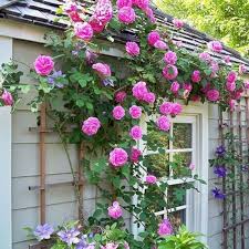 Climbing Floribunda Rose Flower Seeds for Planting – Heirloom Non-GMO Garden Seeds