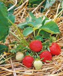 Burgundy Strawberry Fruit Seeds for Planting Heirloom Non-GMO High Germination Organic Garden Seeds