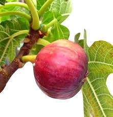 Fig Seeds Red Heirloom Non-GMO High Germination Organic Garden Seeds for Planting