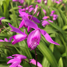 Pink Bletilla Flower Seeds Heirloom Non-GMO High Germination Organic Garden Seeds for Planting