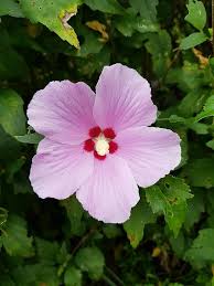 Mixed Hibiscus Syriacus Flower Seeds – Heirloom, Non-GMO, High Germination Seeds