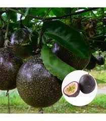 Black Passion Fruit Seeds for Planting Heirloom Non-GMO High Germination Organic Garden Seeds