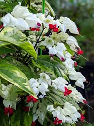 Semillas de flor de corazón sangrante rojas y blancas, reliquia, sin OMG, alta germinación, semillas orgánicas para plantar en el jardín