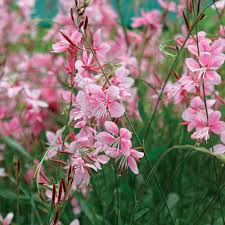 Perennial Guara Flower Seeds Pink – Heirloom, Non-GMO, High Germination Organic Garden Seeds for Planting Seeds for Planting