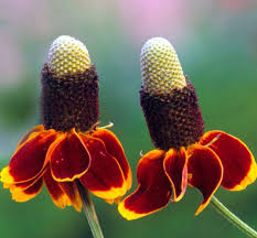 Red Ratibida Flower Seeds Heirloom Non-GMO High Germination Organic Garden Seeds for Planting