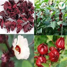 Hibiscus Rosella Flower Seeds for Planting – Heirloom Non-GMO High Germination Organic Garden Seeds