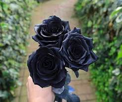 Black Climbing Rose Flower Seeds for Planting – Heirloom Non-GMO High Germination Organic Garden Seeds