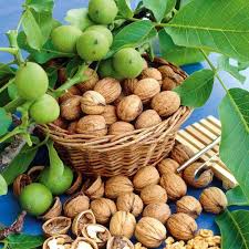 Green Walnut Plant Seeds for Planting Nut Trees, Heirloom &amp; Non-GMO High Germination Organic Garden Seeds