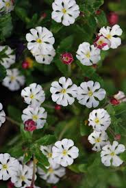 Red White Zaluzianskya Flower Seeds for Planting – Heirloom Non-GMO High Germination Organic Garden Seeds