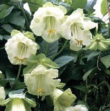 White Climbing Cathedral Bells Flower Seeds – Heirloom, Non-GMO, High Germination Organic Garden Seeds for Planting