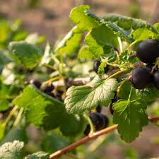 Black Ribes Seeds Heirloom Non-GMO High Germination Organic Garden Seeds for Planting