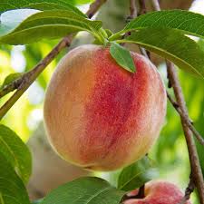 Peach Tree Pink Seeds – Heirloom, Non-GMO, High Germination Organic Garden Seeds for Planting