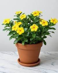 Yellow Vinca Flower Seeds – Heirloom Non-GMO Organic Garden Seeds