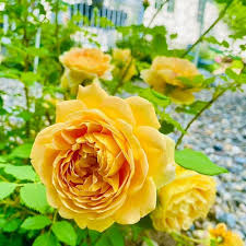 Yellow Rose Seeds for Planting – Heirloom Non-GMO High Germination Organic Garden Seeds