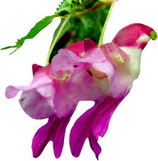 Mixed Parrot Orchid Flower Seeds – Heirloom, Non-GMO, High Germination Seeds