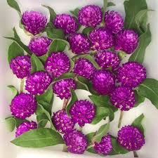 Purple Gomphrena Flower Seeds Heirloom Non-GMO High Germination Organic Garden Seeds for Planting