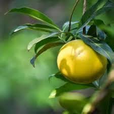 Yellow Abiu Fruits Seeds for Planting Heirloom Non-GMO High Germination Organic Garden Seeds