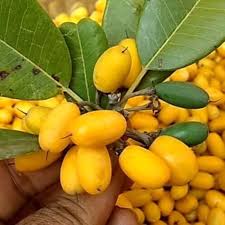 Yellow Mimusops Seeds Heirloom Non-GMO High Germination Organic Garden Seeds for Planting