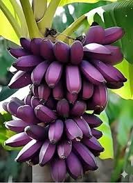 Purple Banana Fruit Seeds for Planting – Rare Heirloom Non-GMO High Germination Organic Garden Seeds for Exotic Garden Harvests (100 pcs)