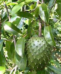LushGreen Rare Annona Muricata Graviola Soursop Fruit Seeds for Planting Heirloom Non-GMO High Germination Organic Garden Seeds